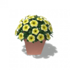 Potted Plant, Petunia (Yellow)